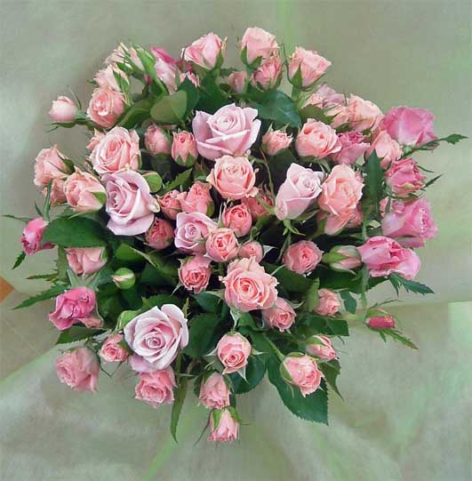 ����ԁ@���ԉԑ�/�s���N���[�Y�u�[�P